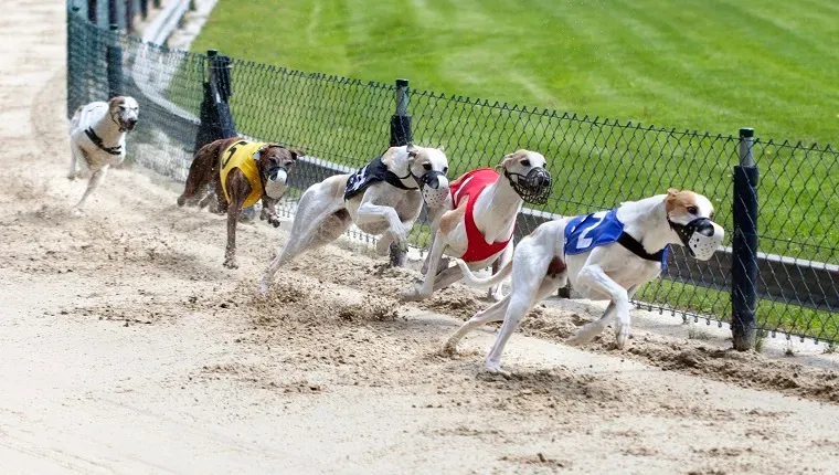 Galgos na pista de corrida. Uniformes tradicionais de galgos - nenhuma propriedade específica rastreável. Pequeno desfoque de movimento' title=