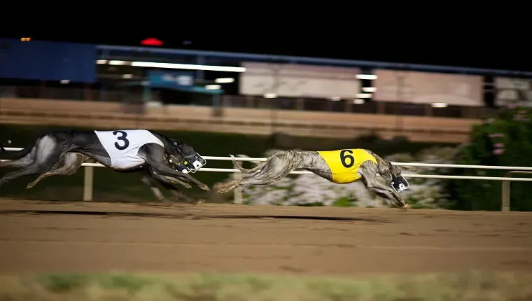 Galgos na pista de corrida em movimento, os uniformes são uniformes tradicionais de galgos e não possuem nenhuma propriedade específica na pista.' title=