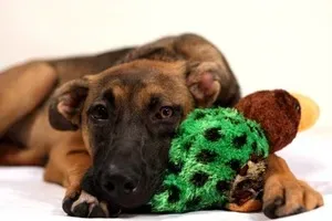 Gândind în afara cuștii