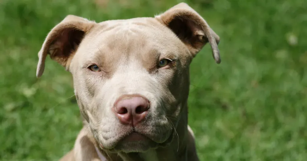 La prohibició dels pitbulls durant una dècada es va anul·lar a la petita ciutat de Rhode Island