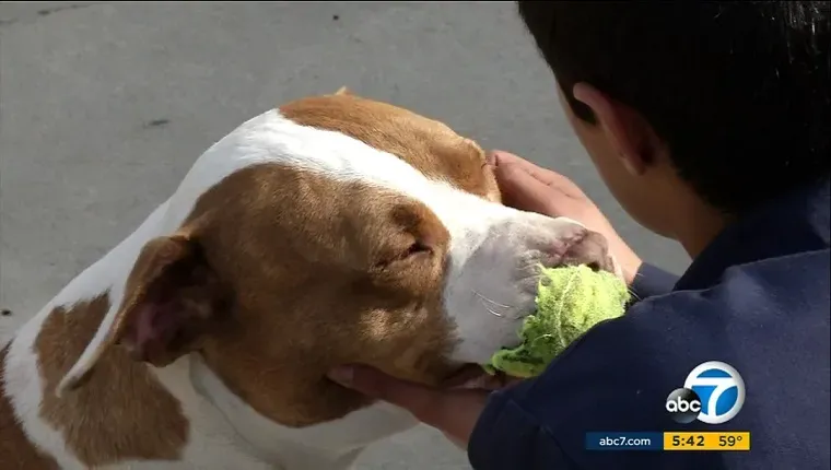Pit Bull zachrání majitele před útokem muže pomocí šroubováku