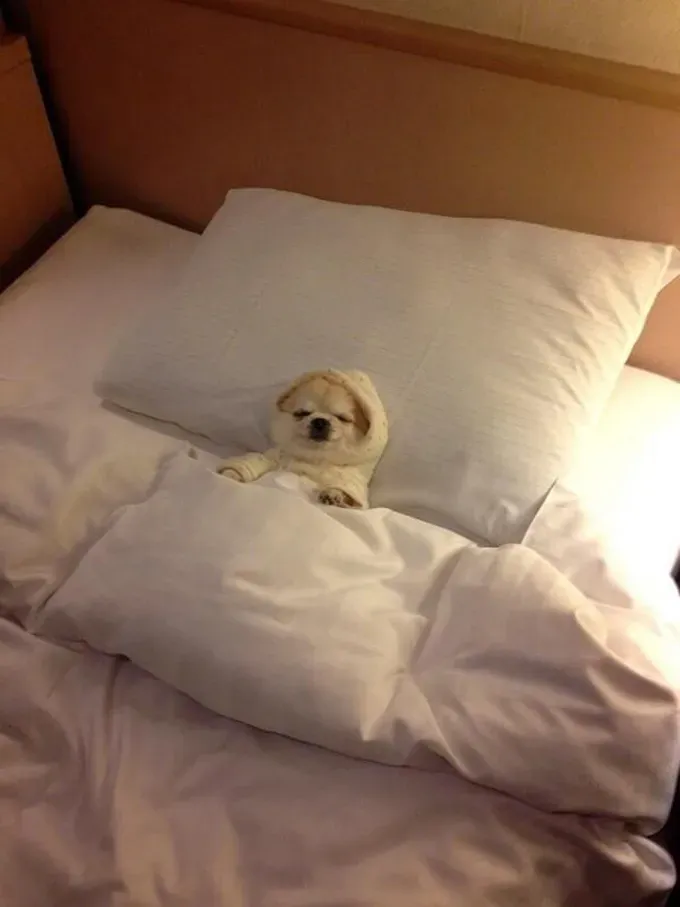 38 psećih svinja [GALERIJA FOTOGRAFIJA]' title=