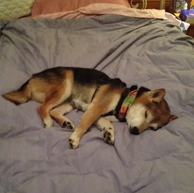 38 psećih svinja [GALERIJA FOTOGRAFIJA]' title=