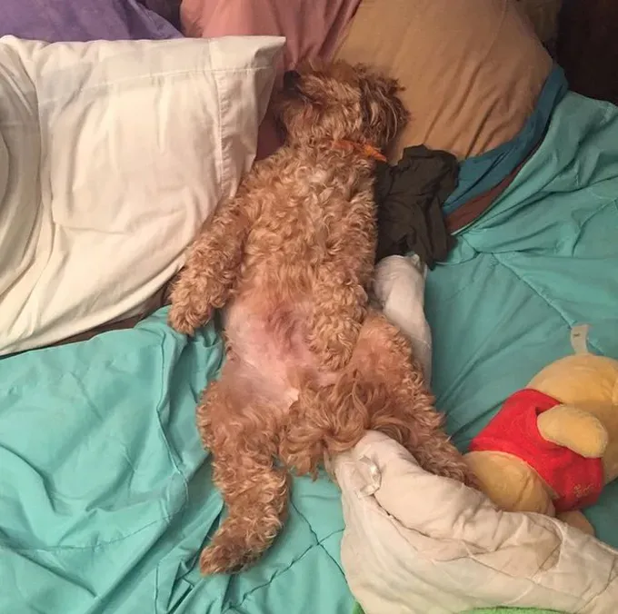 38 psećih svinja [GALERIJA FOTOGRAFIJA]' title=