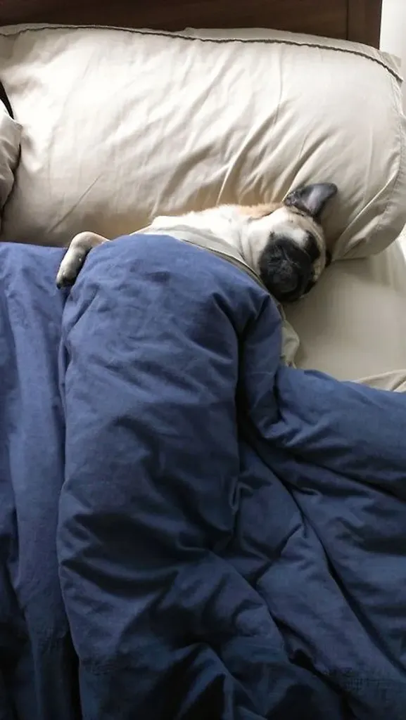 38 psećih svinja [GALERIJA FOTOGRAFIJA]' title=