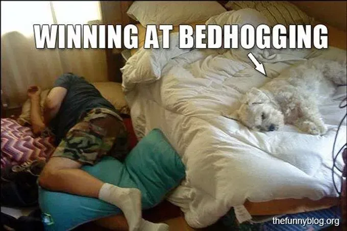 38 psećih svinja [GALERIJA FOTOGRAFIJA]' title=