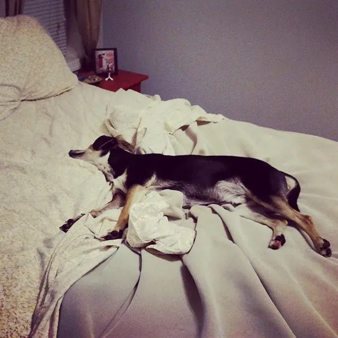 38 psećih svinja [GALERIJA FOTOGRAFIJA]' title=