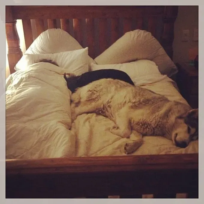 38 psećih svinja [GALERIJA FOTOGRAFIJA]' title=