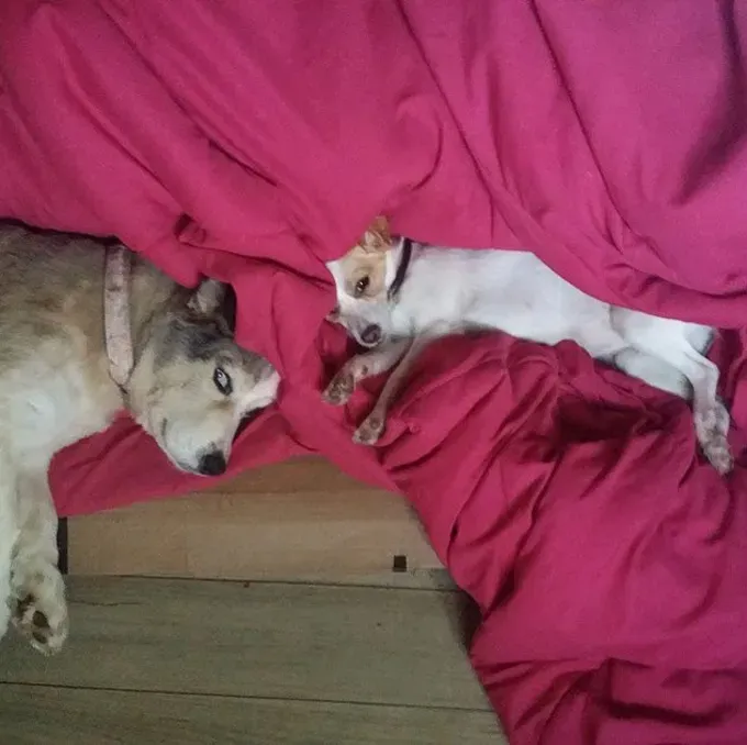 38 psećih svinja [GALERIJA FOTOGRAFIJA]' title=