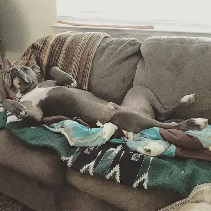 38 psećih svinja [GALERIJA FOTOGRAFIJA]' title=