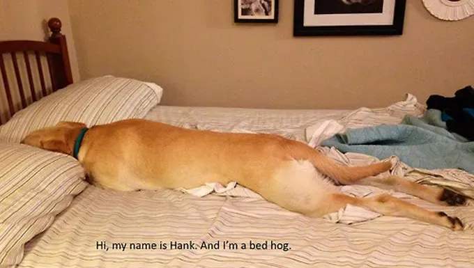 38 psećih svinja [GALERIJA FOTOGRAFIJA]' title=