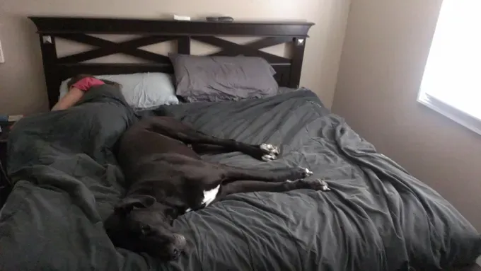 38 psećih svinja [GALERIJA FOTOGRAFIJA]' title=