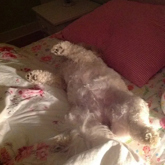 38 psećih svinja [GALERIJA FOTOGRAFIJA]' title=