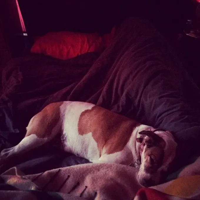 38 psećih svinja [GALERIJA FOTOGRAFIJA]' title=