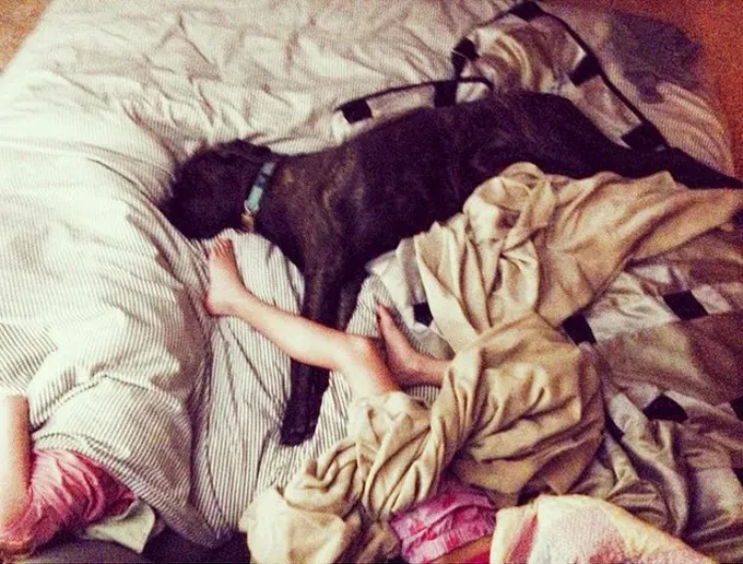 38 psećih svinja [GALERIJA FOTOGRAFIJA]' title=