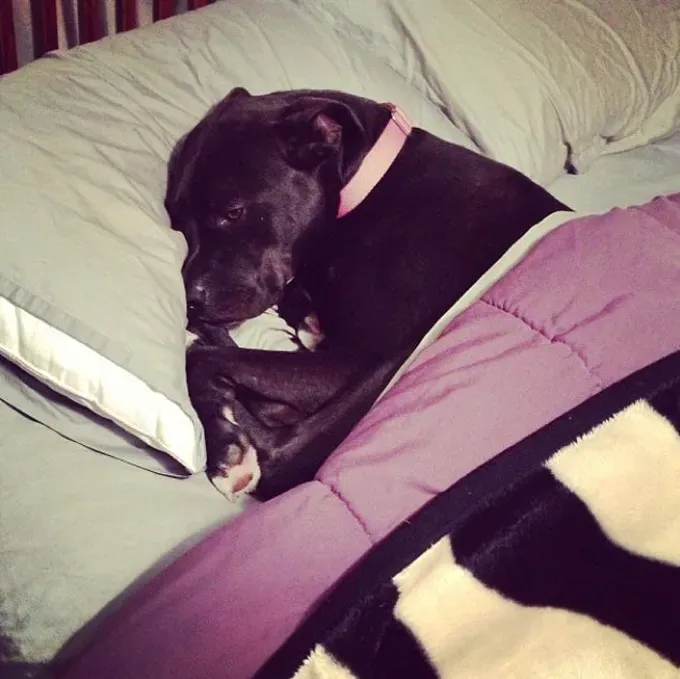 38 psećih svinja [GALERIJA FOTOGRAFIJA]' title=