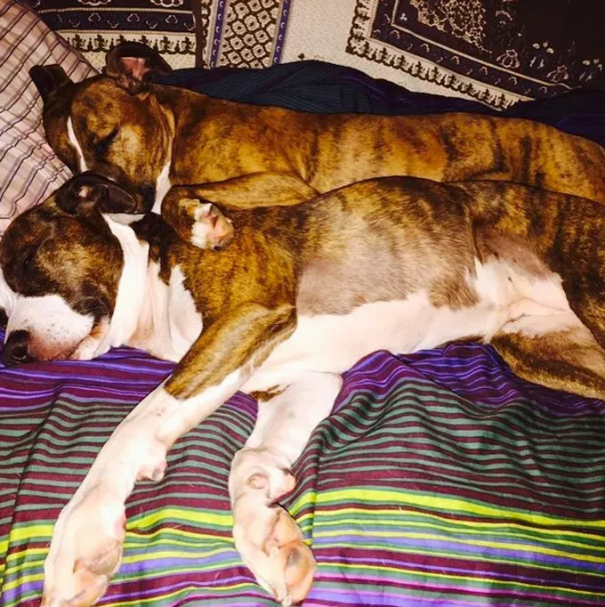 38 psećih svinja [GALERIJA FOTOGRAFIJA]' title=