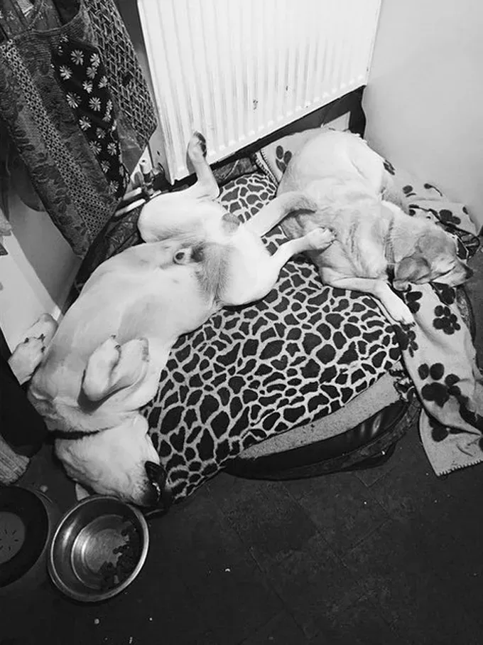 38 psećih svinja [GALERIJA FOTOGRAFIJA]' title=