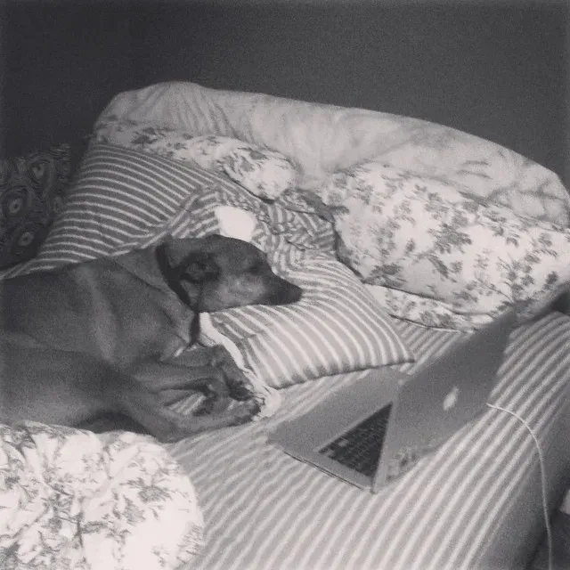 38 psećih svinja [GALERIJA FOTOGRAFIJA]' title=