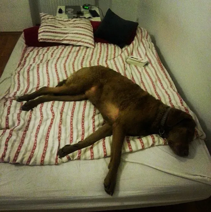 38 psećih svinja [GALERIJA FOTOGRAFIJA]' title=