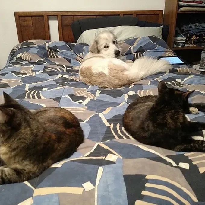 38 psećih svinja [GALERIJA FOTOGRAFIJA]' title=