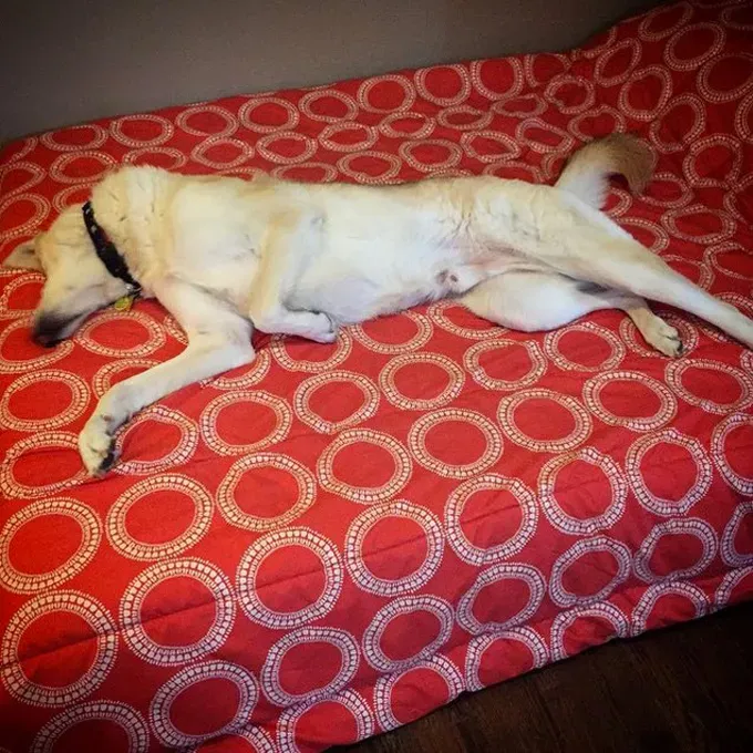 38 psećih svinja [GALERIJA FOTOGRAFIJA]' title=