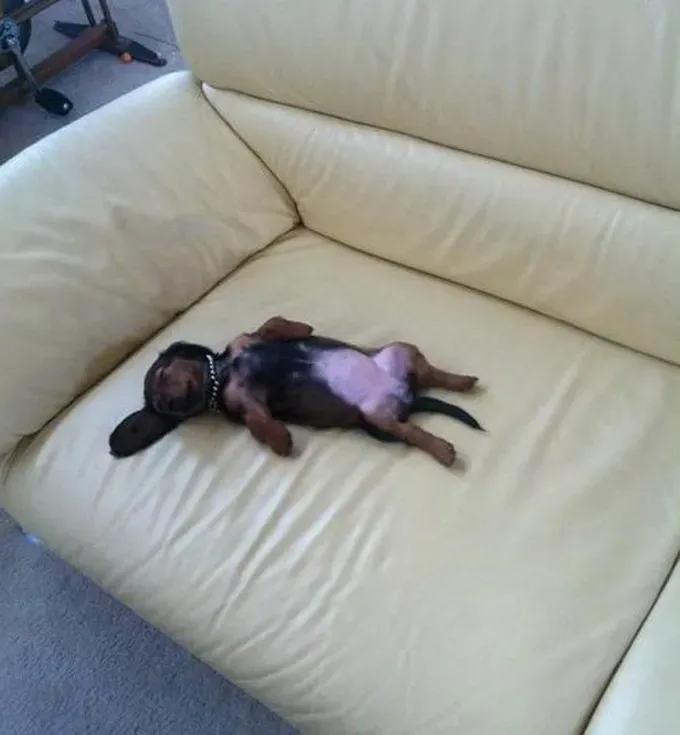 38 psećih svinja [GALERIJA FOTOGRAFIJA]' title=