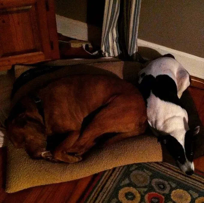 38 psećih svinja [GALERIJA FOTOGRAFIJA]' title=