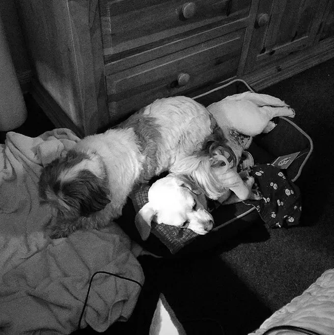 38 psećih svinja [GALERIJA FOTOGRAFIJA]' title=