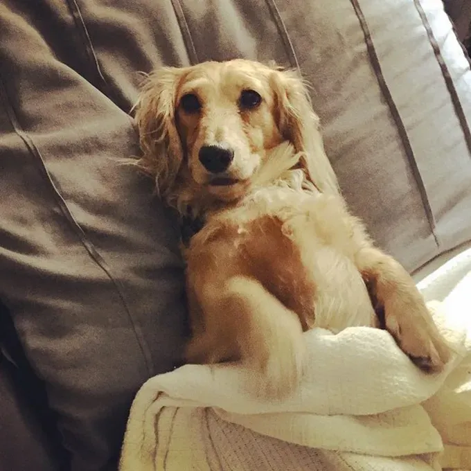 38 psećih svinja [GALERIJA FOTOGRAFIJA]' title=