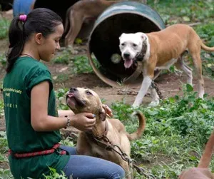 Pit Bulls del bust de lluita per gossos per ser eutanasiat
