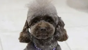 Hračkársky pudle je posledným prírastkom do japonských policajných síl