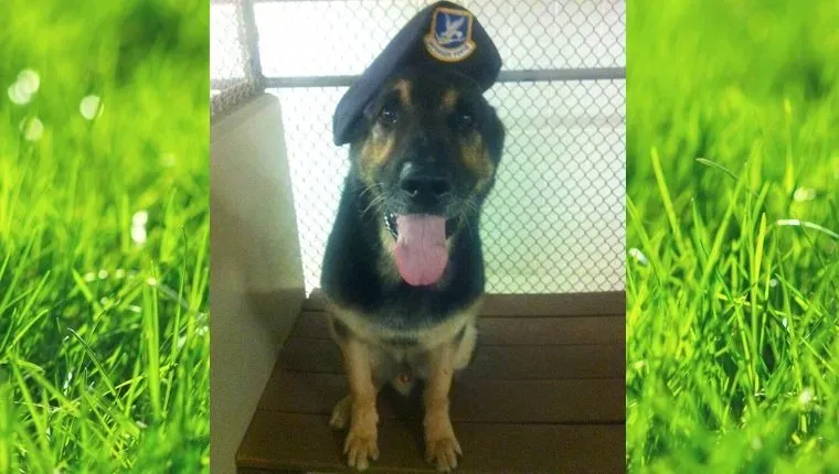 vojaška-čast-vojaški-pes-ameriška-zastava-4' title=