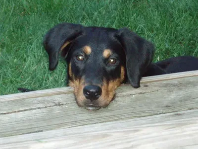 Shawn Marie Shames och Daisy från Wag On Inn Rescue Oakhurst NJ