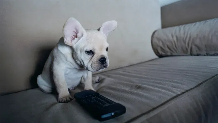 Pas gleda televiziju' title=