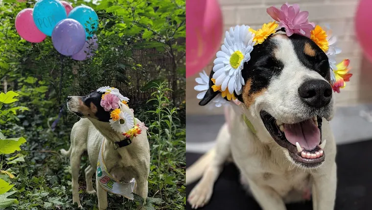 Frumoasa sedinta foto de maternitate a cainelui insarcinat este prea adorabila