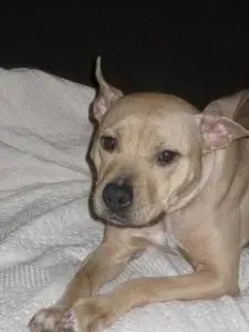 A színfalak mögött a Real Pit Bullnál