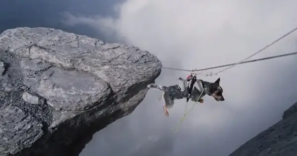 Otkrijte kopito kopita, šapat