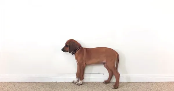 Rhodéský ridgeback: Od 2 měsíců do 3 let za 23 sekund