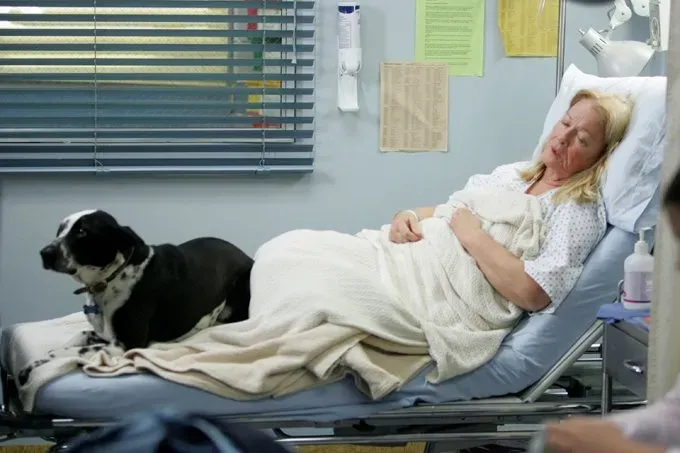 Hvad skal du gøre, når du er nødt til at opgive din hund