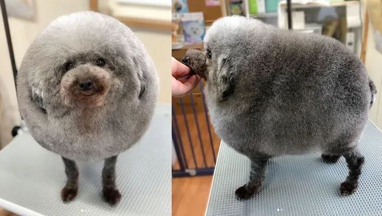 Ez egy birka vagy egy kutya? Uszkár új hajvágása vírusos lesz!