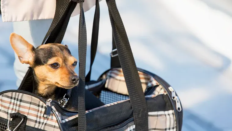 Ženska nosi majhnega psa v nosilki.' title=