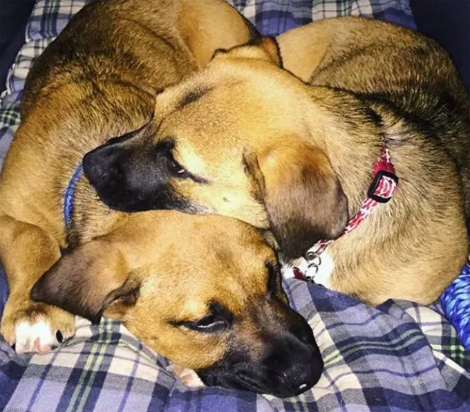 Faites des câlins à votre chiot : Journée nationale des câlins [IMAGES]