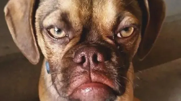 Упознајте Мрзовољног пса: Мрзовољног пса паса