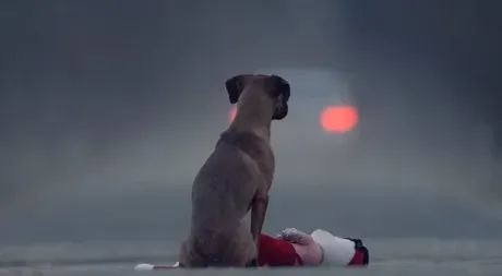 Vaizdo įrašas su stipria žinia: būkite atsakingas: duokite įvaikinti išmintingai