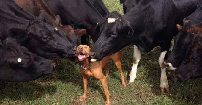 7 šunys, kurie myli karves Karvių įvertinimo dienai