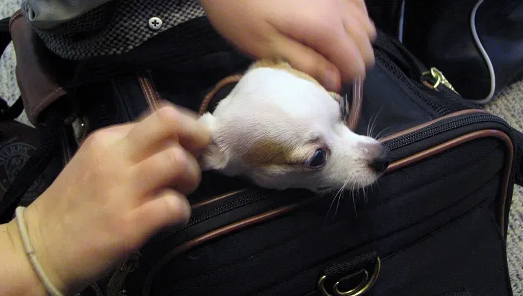 Um pequeno chihuahua enfia a cabeça para fora de uma maleta em um aeroporto.' title=