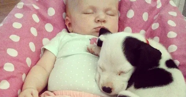 Kucēns pieguļ mazulim