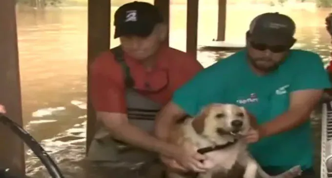 Cachorro acorrentado à frente de uma casa no Texas com enchentes até a cabeça [VÍDEO DE RESGATE]