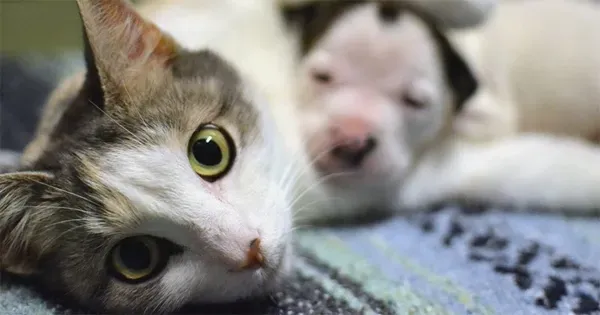 Mamãe gata cuida de filhote de Pit Bull